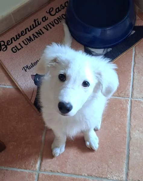 Ciao sono PIF, cucciolo col tartufo a forma di cuore | Foto 1