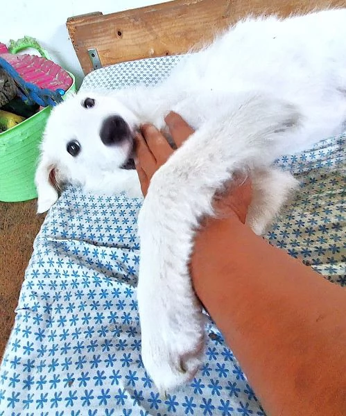 Mi presento, sono Pif: e ho il naso a cuore! | Foto 5