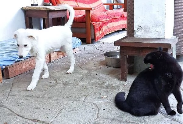 Mi presento, sono Pif: e ho il naso a cuore! | Foto 4