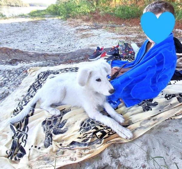 Mi presento, sono PIF: cucciolo col tartufo a forma di cuore | Foto 6