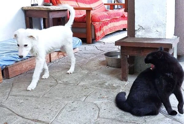 Mi presento, sono PIF: cucciolo col tartufo a forma di cuore | Foto 4