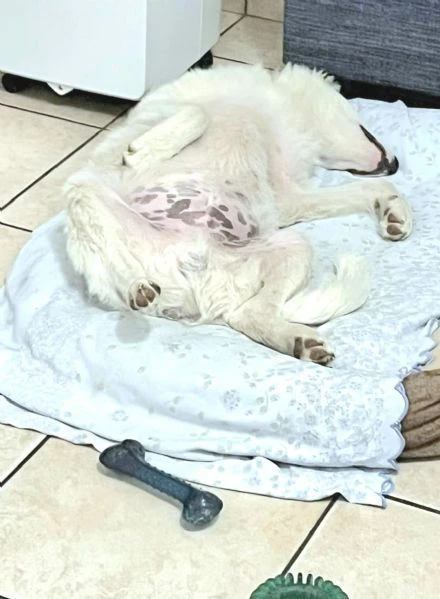 Mi presento, sono PIF: cucciolo col tartufo a forma di cuore | Foto 1