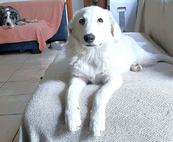Mi presento, sono PIF: cucciolo col tartufo a forma di cuore