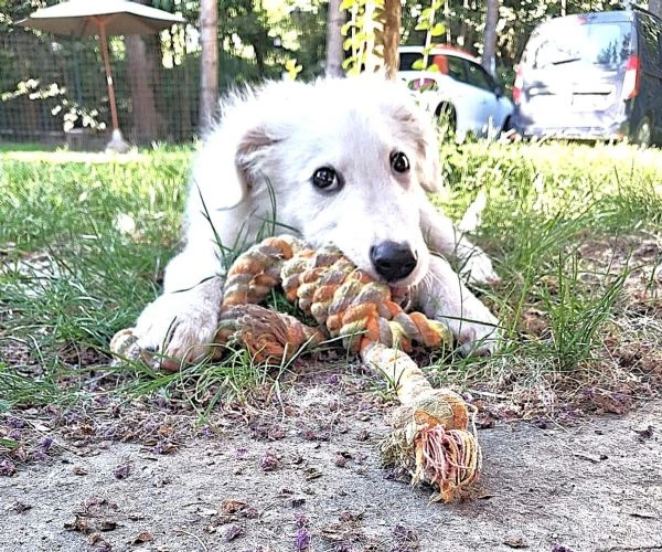 Mi presento, sono PIF: cucciolo col tartufo a forma di cuore | Foto 0
