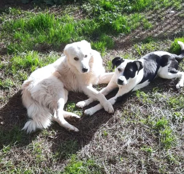 TOMMY COME HACHICO, meraviglioso angelo bianco | Foto 6