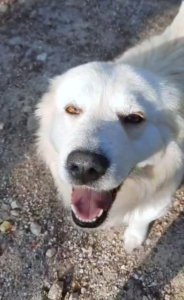 TOMMY COME HACHICO, meraviglioso angelo bianco