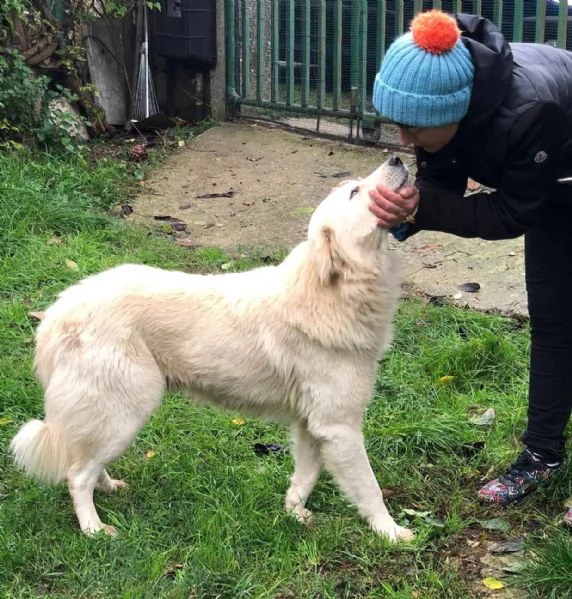 TOMMY COME HACHICO, meraviglioso angelo bianco | Foto 5