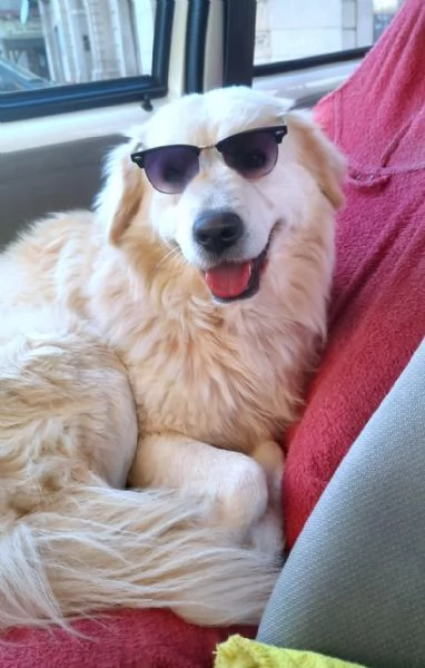 TOMMY COME HACHICO, meraviglioso angelo bianco | Foto 4