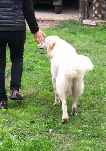 TOMMY COME HACHICO, meraviglioso angelo bianco | Foto 3