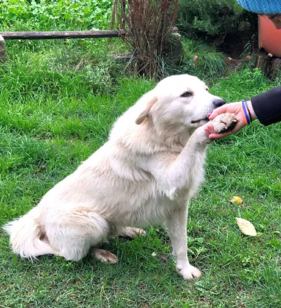 TOMMY COME HACHICO, meraviglioso angelo bianco | Foto 2