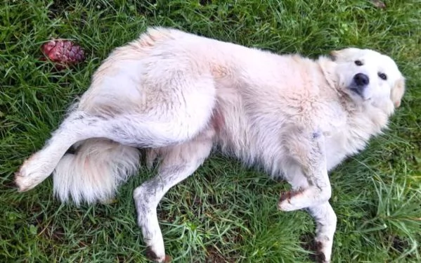 TOMMY COME HACHICO, meraviglioso angelo bianco | Foto 1