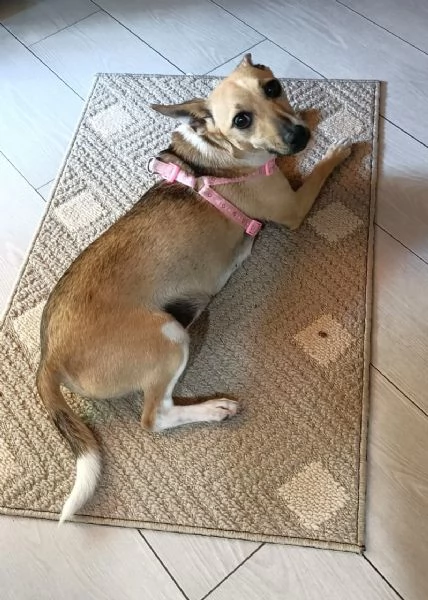 Nina incantevole mix Pinsherina 3 anni x 5 kg | Foto 5