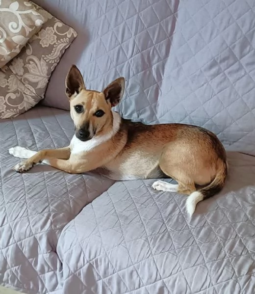 Nina incantevole mix Pinsherina 3 anni x 5 kg