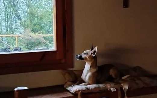 Nina incantevole mix Pinsherina 3 anni x 5 kg | Foto 3