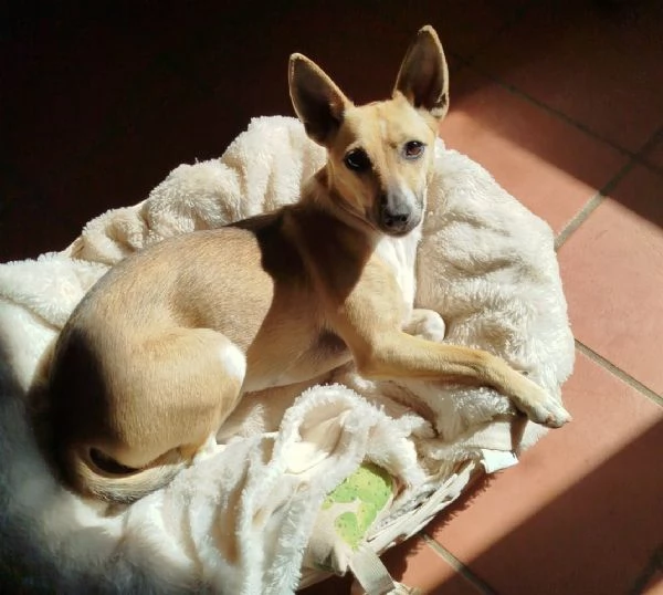 Nina incantevole mix Pinsherina 3 anni x 5 kg | Foto 2