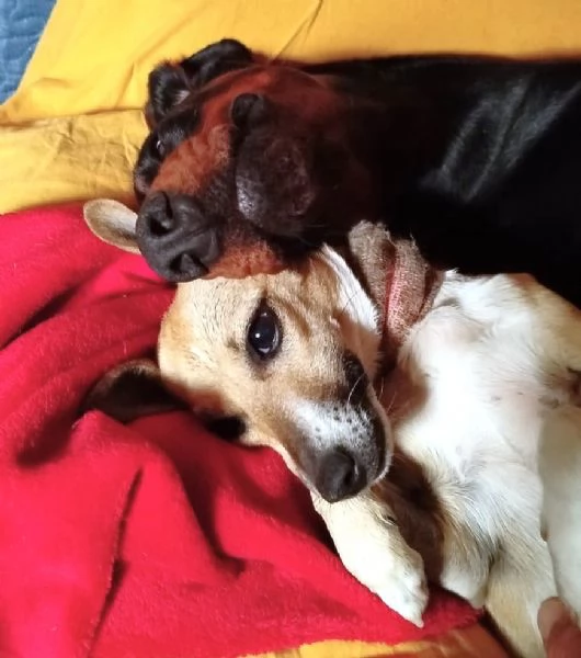 Nina incantevole mix Pinsherina 3 anni x 5 kg | Foto 1