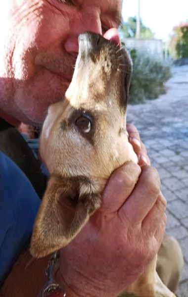 Nina incantevole mix Pinsherina 3 anni x 5 kg | Foto 0