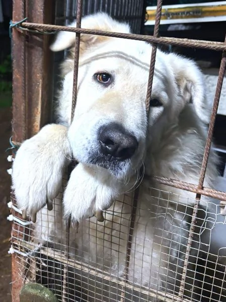 ZACK giovane PMA unico: leggere e guardare per credere