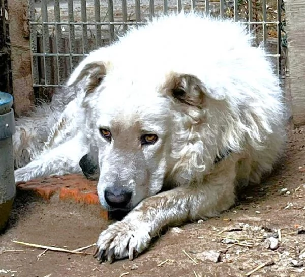 ZACK giovane PMA unico: leggere e guardare per credere | Foto 6