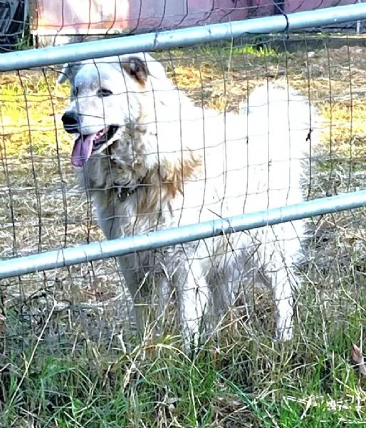 ZACK giovane PMA unico: leggere e guardare per credere | Foto 4