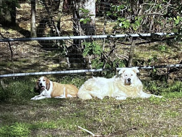 ZACK giovane PMA unico: leggere e guardare per credere | Foto 2