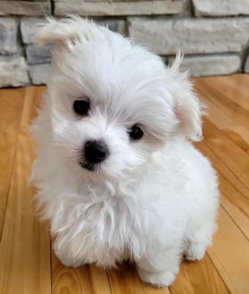cuccioli di cane maltese | Foto 0
