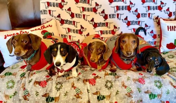 vendo bellissimi cuccioli di bassotto | Foto 0