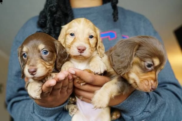 vendo bellissimi cuccioli di bassotto