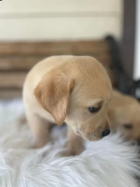 cucciolo labrado
