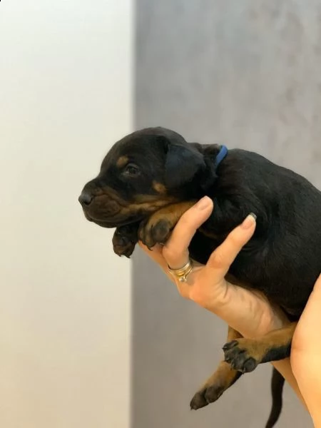 cuccioli di dobermann