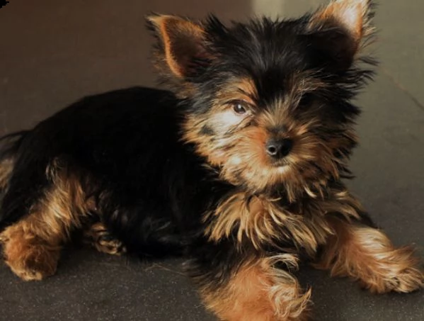 cuccioli di yorkie in adozione.