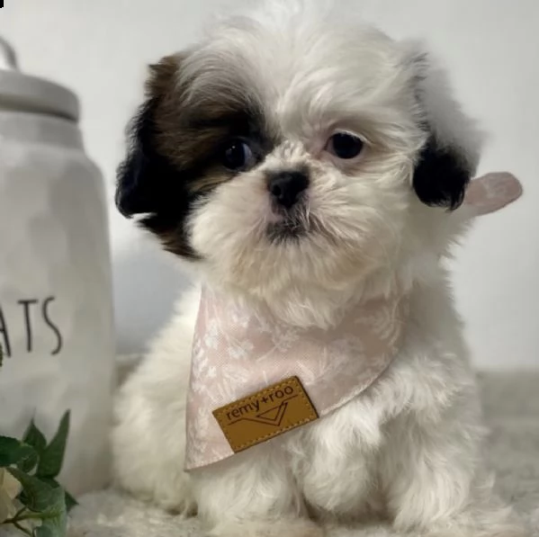 maschio e femmina cuccioli di razza pura shih tzu per regalo  | Foto 0