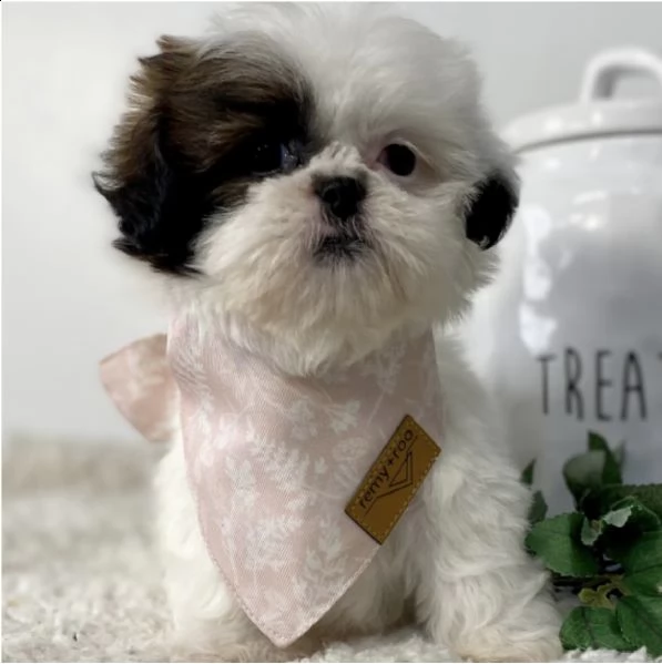 maschio e femmina cuccioli di razza pura shih tzu per regalo 