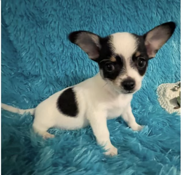 pura razza chihuahua cuccioli per regalo  | Foto 2