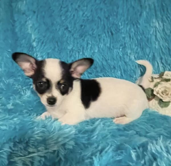 pura razza chihuahua cuccioli per regalo  | Foto 0