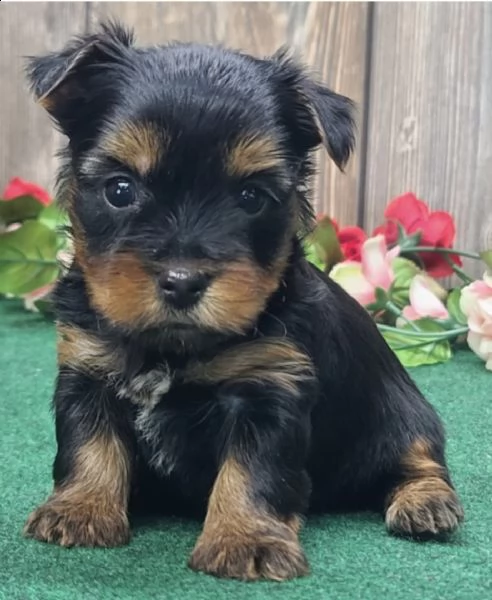 cuccioli di razza yorkshire per regalo maschio e femmina  | Foto 2