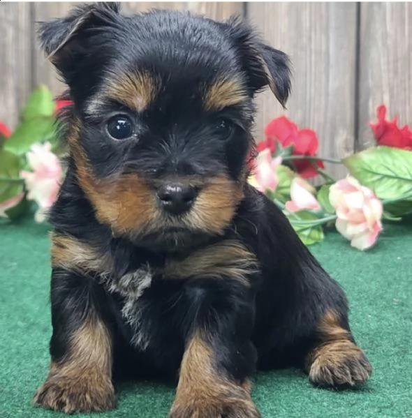 cuccioli di razza yorkshire per regalo maschio e femmina 
