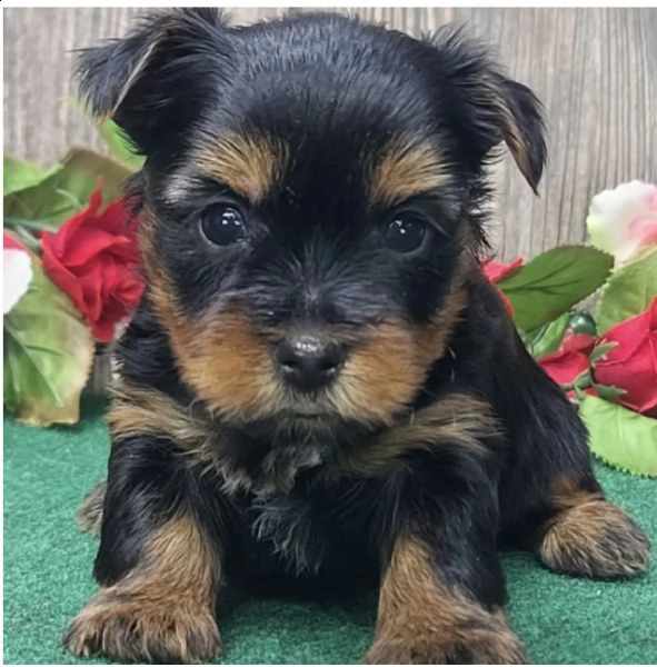 cuccioli di razza yorkshire per regalo maschio e femmina  | Foto 1