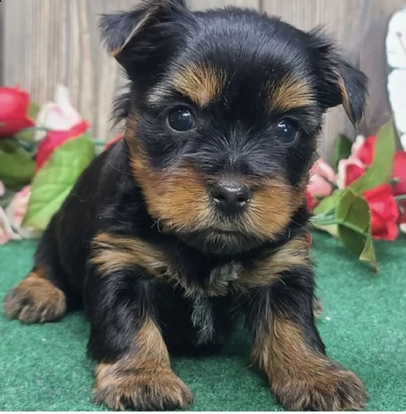 cuccioli di razza yorkshire per regalo maschio e femmina  | Foto 0