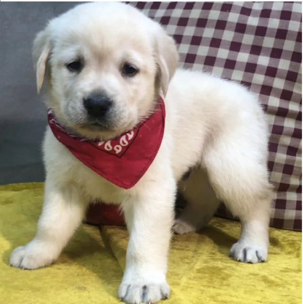 pura razza cuccioli di labrador per regalo  | Foto 2