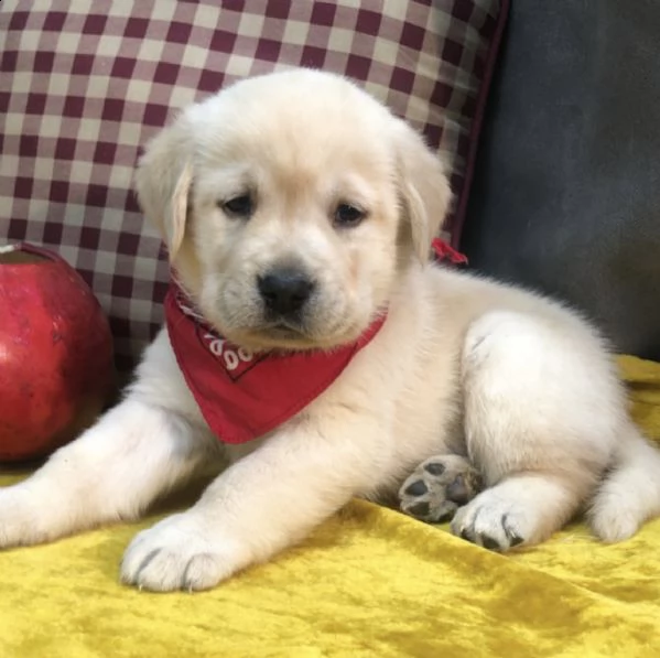 pura razza cuccioli di labrador per regalo  | Foto 1