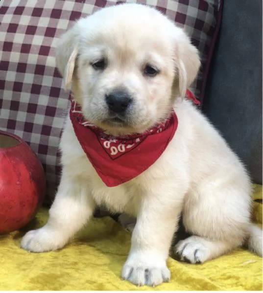 pura razza cuccioli di labrador per regalo  | Foto 0
