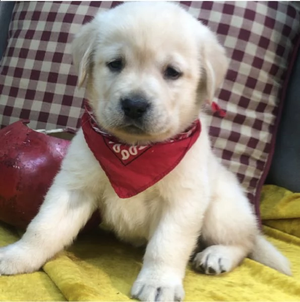 pura razza cuccioli di labrador per regalo 