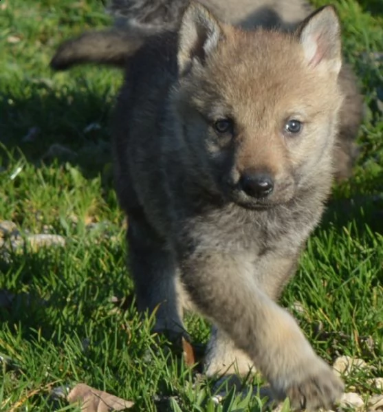 cuccioli cane lupo cecoslovacco  | Foto 5
