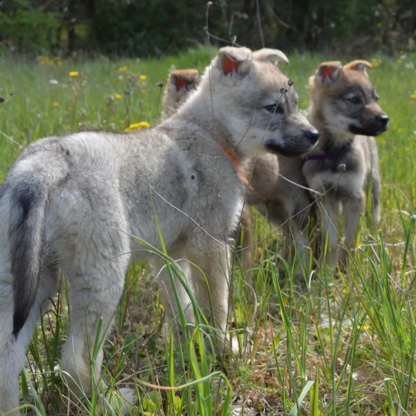cuccioli di cane lupo cecoslovacco  | Foto 4