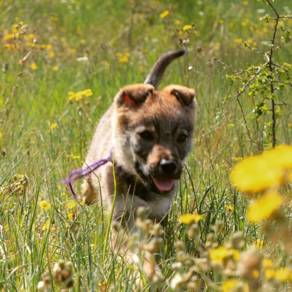 cuccioli di cane lupo cecoslovacco  | Foto 3