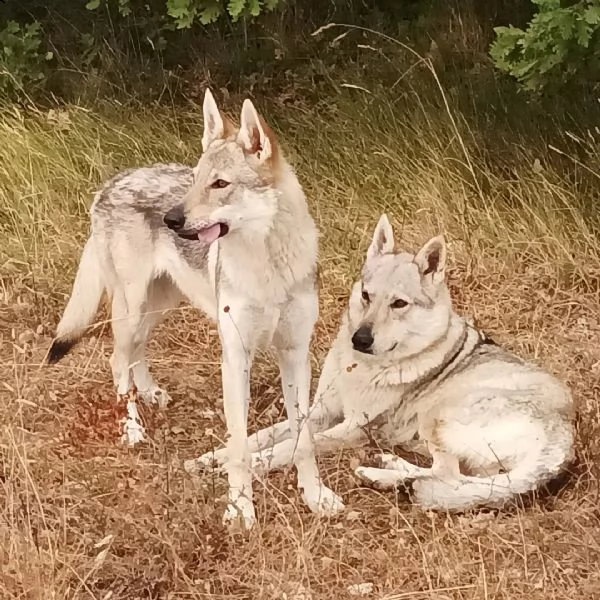 cuccioli di cane lupo cecoslovacco  | Foto 2