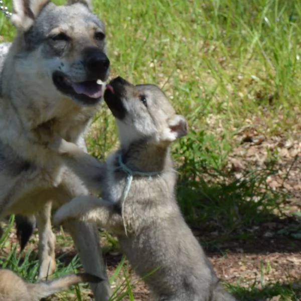 cuccioli di cane lupo cecoslovacco  | Foto 1