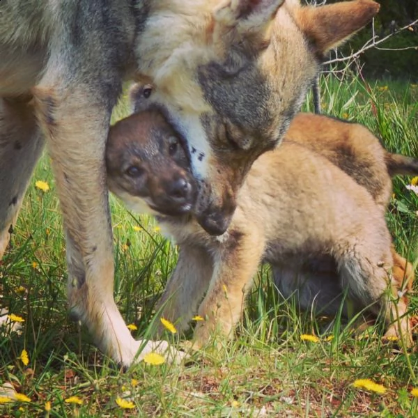 cuccioli di cane lupo cecoslovacco  | Foto 0