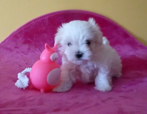 adorabili cuccioli maltesi | Foto 1